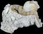 Crystal Filled Fossil Whelk - Rucks Pit, FL #69070-1